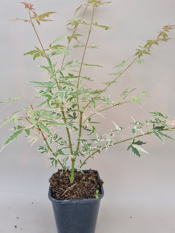 acer palmatum iyoshi