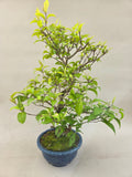 Bonsai callicarpa