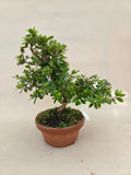Bonsai Azalea