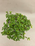 Bonsaï Premna japonica shohin