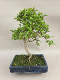 Bonsai Premna japonica