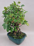 Bonsai Malus evereste