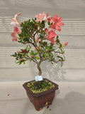 Bonsai Azalea