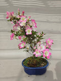 Bonsai Azalea reiko