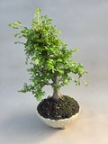 Bonsai Ulmus parvifolia seiju