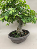 Bonsai Zelkova seratta