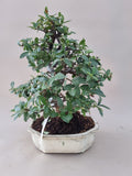 Bonsai Vuurdoorn oranje bes