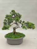 Bonsai Juniperus chinensis
