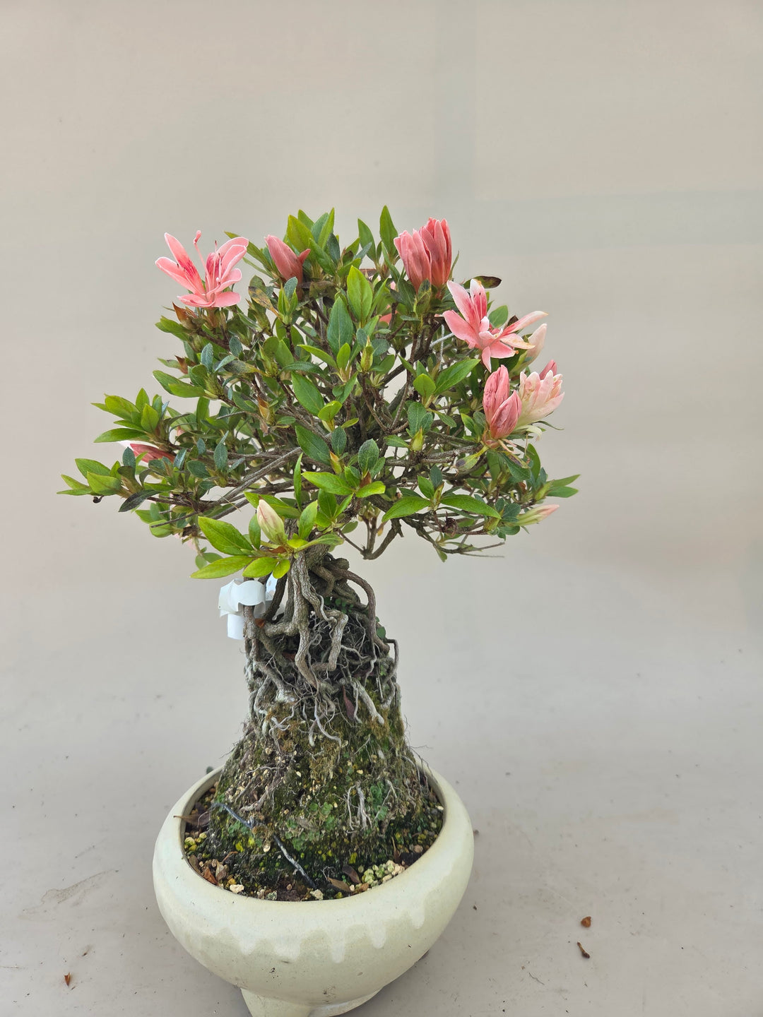 Outdoor-Bonsai-Pflege: Die Jahreszeiten genieen  Getaggt "Azalea"  Bonsai  winkel