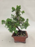 Bonsai Juniperus chinensis