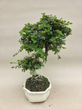 Bonsai cotoneaster