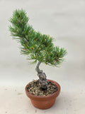 Bonsai Pinus parviflora