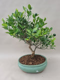 Bonsai Citrus myrtifolia mandarijn boom