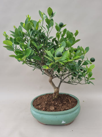 Bonsai Citrus myrtifolia mandarijn boom
