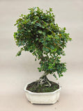Bonsai cotoneaster