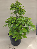 Bonsai Winterlinde
