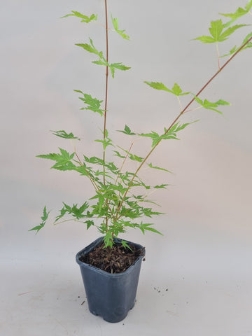 acer palmatum sangakaku