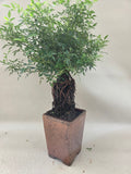 Bonsaï Rose style neagari