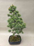 Bonsaï Pinus parviflora