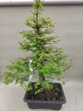 Bonsai Metasequioa