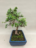 Bonsaï portulacaria