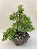 Bonsai Juniperus procumbens nana