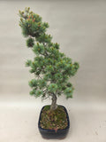 Bonsaï Pinus parviflora