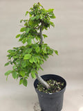 Bonsai Winterlinde