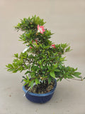 Bonsai Azalea beniko