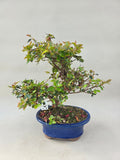 Bonsai Azalea