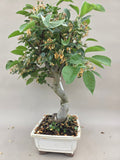 Bonsai Malus evereste