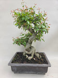Bonsai punica granatum nejikan