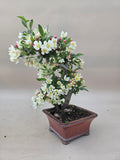 Bonsai Malus floribunda