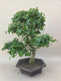 Bonsai liguster