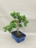 Bonsaï Ilex crenata