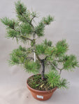 Bonsai pinus sylvestris