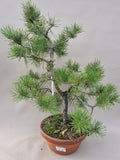 Bonsai pinus sylvestris