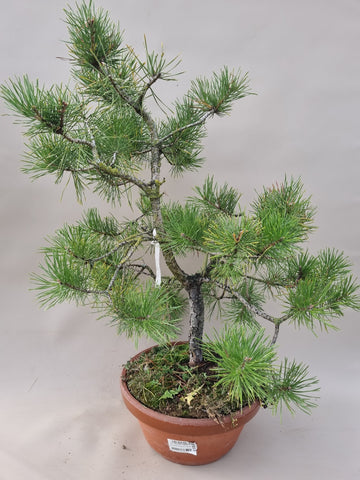 Bonsai pinus sylvestris