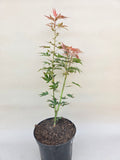 acer palmatum fire flame