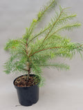 Bonsai Lärche Magic Gold