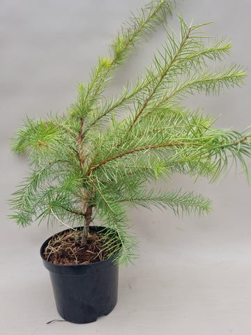Bonsai lariks magic gold