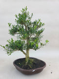 Bonsai buxus harlandii