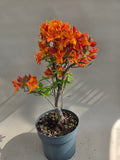 Rododendron startmateriaal
