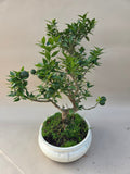 Bonsaï Citrus myrtifolia mandarinier