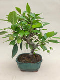 Bonsai Malus evereste