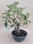 Bonsai sorbes bezem stijl
