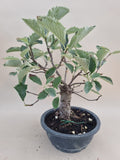 Bonsai sorbes bezem stijl