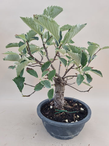 Bonsai sorbes bezem stijl