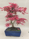 Bonsaï Acer palm. Deshojo