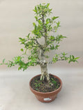 Bonsai Euonymus
